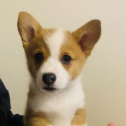 Pembroke Welsh Corgi Puppies from Shabby Chic Corgis