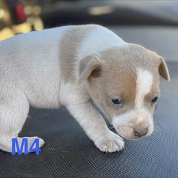 M4 - White and red male Rat Terrier puppy in Burnet, Texas from Burton's Rat Terriers