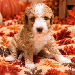 Terracotta - Apricot female Goldendoodle puppy in Pittsburg, Texas from Grace Springs Goldendoodles