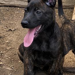 Belgian Malinois and xDutch Shepherd Puppies from Kaizen von Ruach Malinois