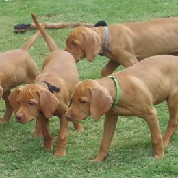 Vizslas from Tappancs Vizslas