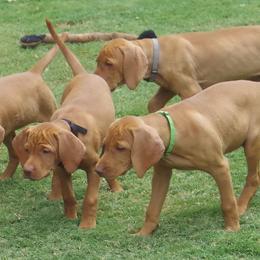 Vizslas from Tappancs Vizslas