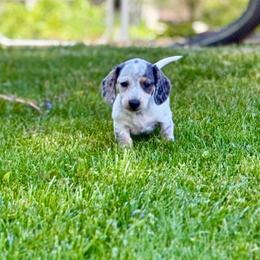 Eugene - Dapple male Dachshund puppy in Three Rivers, Michigan from Michiana Dachshunds