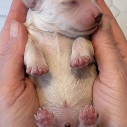 Dachshund Puppies from Hearts of Faith Long-Haired Dachshunds