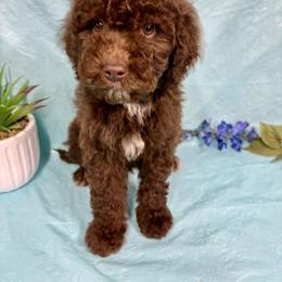 Boy 4 - male Miniature Australian Shepherd puppy in Marshall, Arkansas from Buffalo River Puppies