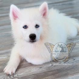 Monarch Trigger - White male Pomsky puppy in Greeley, Colorado from Monarch Pomskies | Northern Colorado