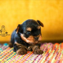 Yorkshire Terrier Puppies from Essence of Grace Yorkies
