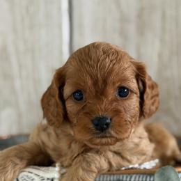 Daisy - Apricot female Cavapoo puppy in Lagrange, Indiana from Heavn Sent Acres