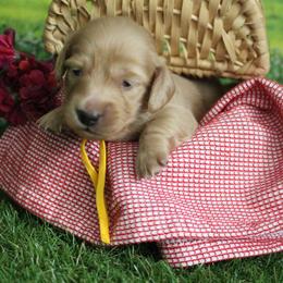 Ross - Cream male Dachshund puppy in Pace, Florida from Shoebox Doxie’s