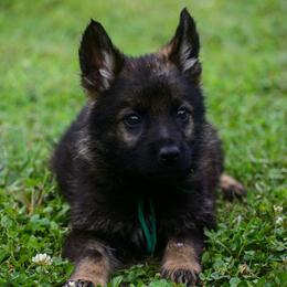 Green boy - Sable male German Shepherd puppy in Clarkrange, Tennessee from Vom Wolff