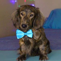 Dachshund Puppies from Ryan House Dachshunds