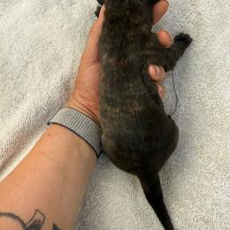 Cybele - Brindle female Mastiff puppy in Layton, Utah from 2A Mastifs