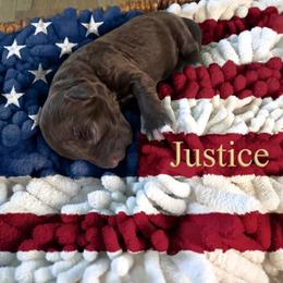 Justice - Chocolate female Australian Labradoodle puppy in Dawson, Georgia from Still Pond Australian Labradoodles