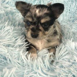 Chihuahua Puppies from Kim's Chi babies from Place of Grace