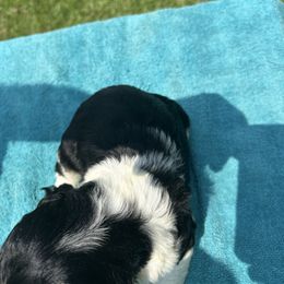 Boy 2 - Black and white male English Springer Spaniel puppy in Tabor City, North Carolina from Big Bay Kennels LLC