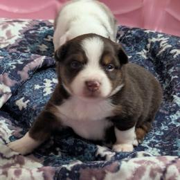 Bingo - Red tri female Toy Australian Shepherd puppy in Crockett, Texas from Pleasant Grove Aussies