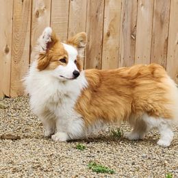 Cruz - Pembroke Welsh Corgi