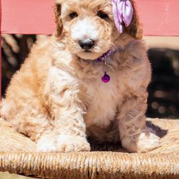 Aussiedoodle and Goldendoodle Puppies from Ever After Doodles Arizona
