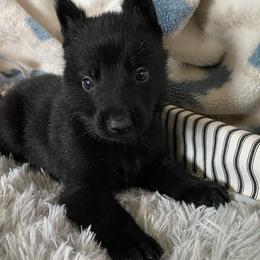Orange collar - Black German Shepherd puppy in Punta Gorda, Florida from Blitzenhaus Working Dogs