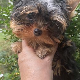 Barrett - Black and tan male Yorkshire Terrier puppy in Stafford, Virginia from Chantailly Lace Yorkies