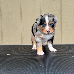 Jetty - Blue merle male Miniature American Shepherd puppy in White City, Oregon from Born Rogue Miniature American Shepherds