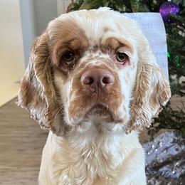 Cocker Spaniels from Western Kentucky Cockers