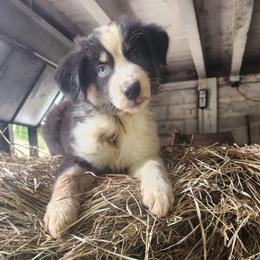 Girl 5 - Black tri-color female Australian Shepherd puppy in Jersey Shore, Pennsylvania from Lone Tree Aussies