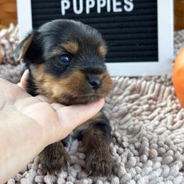 Tiny Girl 1 - Black and gold female Yorkshire Terrier puppy in Charleston, West Virginia from Mountain State Puppies