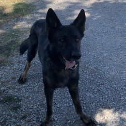 Max - German Shepherd