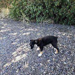 John - Black tri male Miniature Australian Shepherd puppy in Snowflake, Arizona from Halfpint Aussies