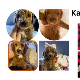 Poodle Puppies from Liberty Farms Puppies
