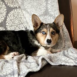 Birdie - American Corgi