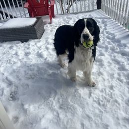 English Springer Spaniel All Grown Up from Llewellyn Farms English Springer Spaniels