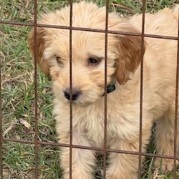 Annie - Apricot female Goldendoodle puppy in Ambrose, Georgia from Brandilyn's Aussies