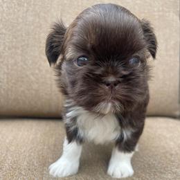 Jonah - Liver and white male Shih Tzu puppy in Hematite, Missouri from Free Range Shih Tzus
