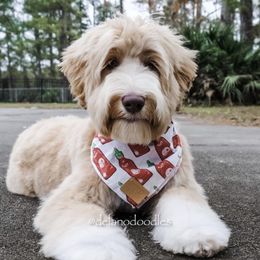 Higgins - Australian Labradoodle