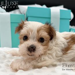 Elmer - Merle male Morkie puppy in Scottsdale, Arizona from Lil Luxe Pups