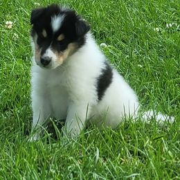 Monet - White male Collie puppy in Mattoon, Illinois from Gold Leaf Collies