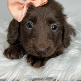 Ella Langley - Chocolate female Dachshund puppy in Payette, Idaho from NT Mini Doxies