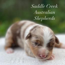 Girl 2 - Red merle female Australian Shepherd puppy in Mount Sterling, Kentucky from Saddle Creek Australian Shepherds