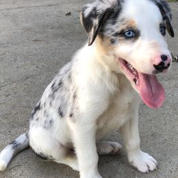 Border Collie Puppies from Mccurryfarms