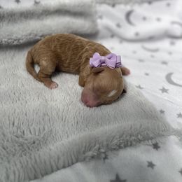 Girl 1 - Poodle puppy in Shelbyville, Tennessee from Rains Poodles Of Middle TN