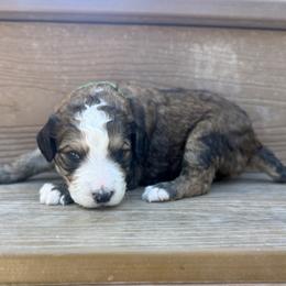 Poe - Brown and white male Bernedoodle puppy in Springville, Utah from Oodles of Bernedoodles