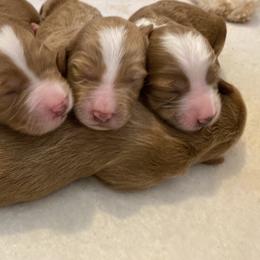 Goldendoodle Puppies from Beck Kennel