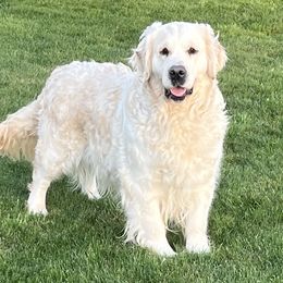 Bady - Golden Retriever