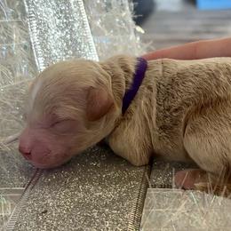 Everest - Apricot female Goldendoodle puppy in Idabel, Oklahoma from Kay Kay’s Poodles & Doodles