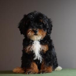 Red - Tri-color male Bernedoodle puppy in Caldwell, Idaho from Boise Doodle Co.