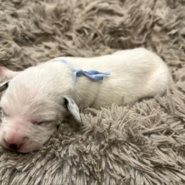 Frost - White and black male Dalmatian puppy in Travelers Rest, South Carolina from Cotton Top