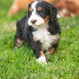 Bernedoodle and Goldendoodle Puppies from Sunnydoodle Utah