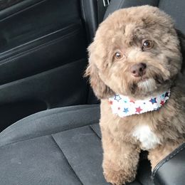 Ebony - Yorkipoo